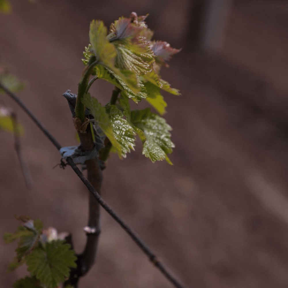 divus winery vin moldova vinuri moldovenesti crama
